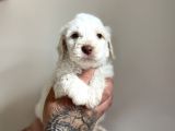 Aa Kalite Maltipoo