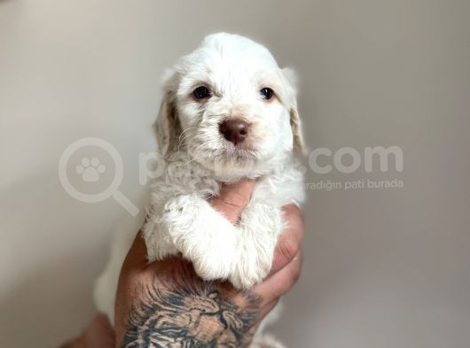 Aa Kalite Maltipoo görsel