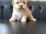Renkli Gözlü Maltipoo Yavrular