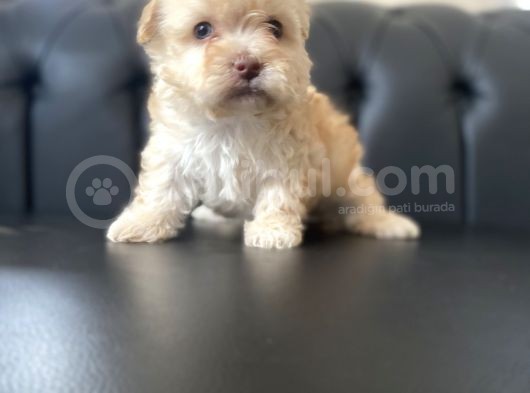 Renkli Gözlü Maltipoo Yavrular görsel