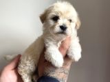 Nadir Rastlanan Güzellikte Maltipoo Yavrular