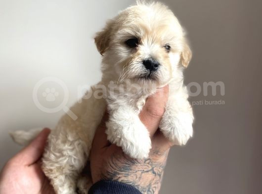 Nadir Rastlanan Güzellikte Maltipoo Yavrular