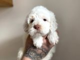 Baby Face Maltipoo Yavrularımız