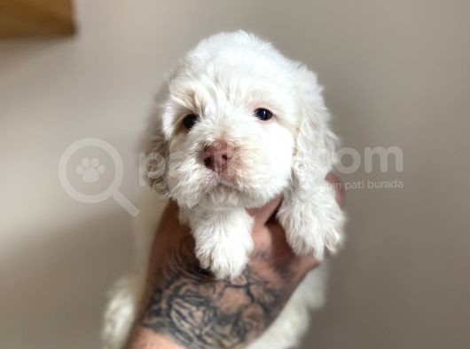Baby Face Maltipoo Yavrularımız görsel