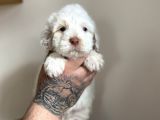 Baby Face Maltipoo Yavrularımız
