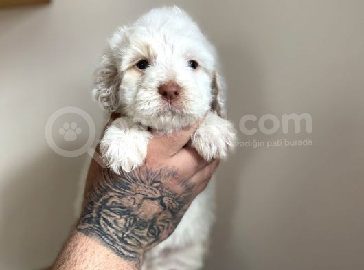Baby Face Maltipoo Yavrularımız görsel