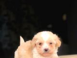 2 Aylık Erkek ve Dişi Maltipoo