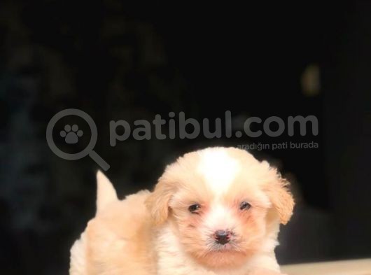 2 Aylık Erkek Ve Dişi Maltipoo