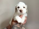 Aa Kalite Maltipoo