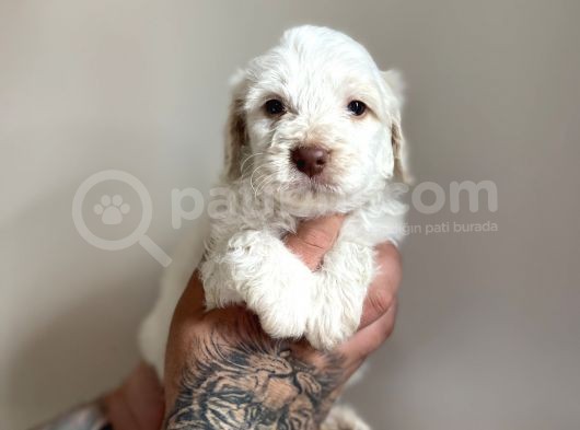 Aa Kalite Maltipoo görsel