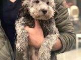6 Aylık Erkek Silver Toy Poodle