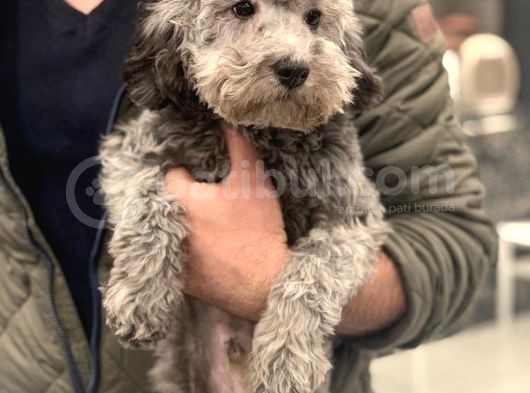 6 Aylık Erkek Silver Toy Poodle görsel