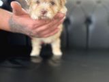 Renkli Gözlü Maltipoo Yavrular