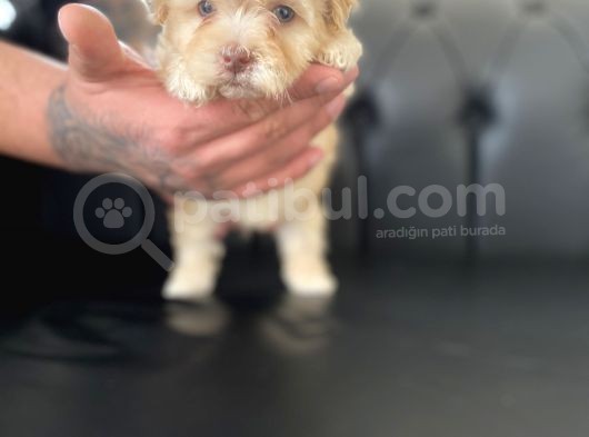 Renkli Gözlü Maltipoo Yavrular