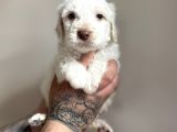 Aa Kalite Maltipoo