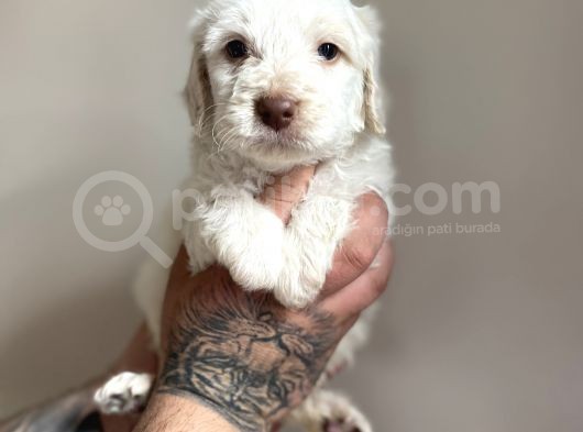 Aa Kalite Maltipoo görsel
