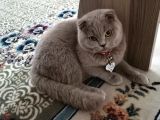 Dişi Scottish Fold Kedim