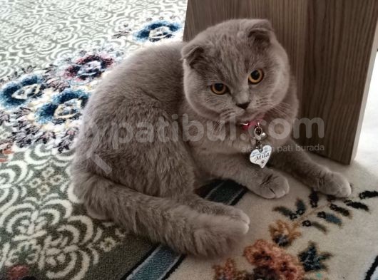 Dişi Scottish Fold Kedim