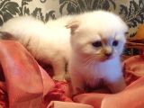 Scottish Fold Yavrular