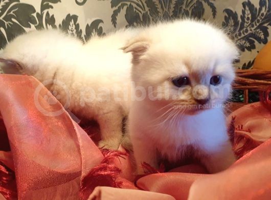 Scottish Fold Yavrular