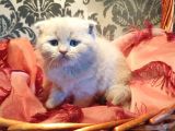 Scottish Fold Yavrular