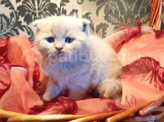 Scottish Fold Yavrular görsel