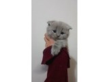 Scottish Fold Yavrular