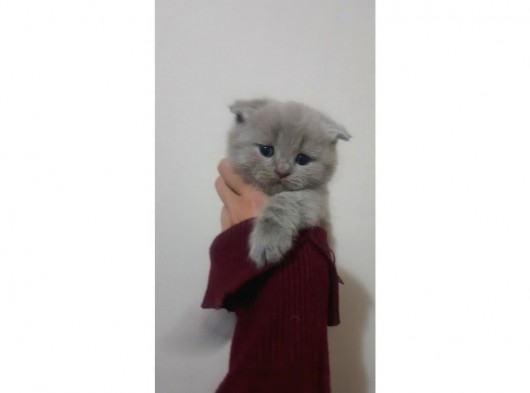 Scottish Fold Yavrular görsel