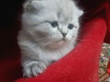 Scottish Fold Yavrular