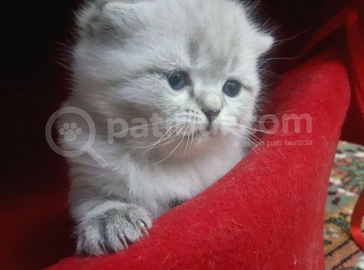 Scottish Fold Yavrular görsel