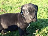 İtalyan Mastif Cane Corso Black