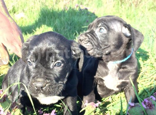 İtalyan Mastif Cane Corso Black görsel