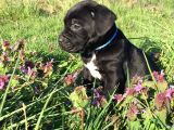 İtalyan Mastif Cane Corso Black