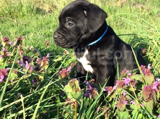 İtalyan Mastif Cane Corso Black görsel