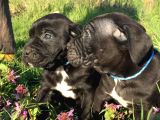 İtalyan Mastif Cane Corso Black