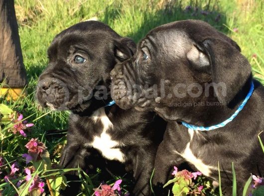İtalyan Mastif Cane Corso Black
