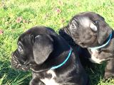 İtalyan Mastif Cane Corso Black