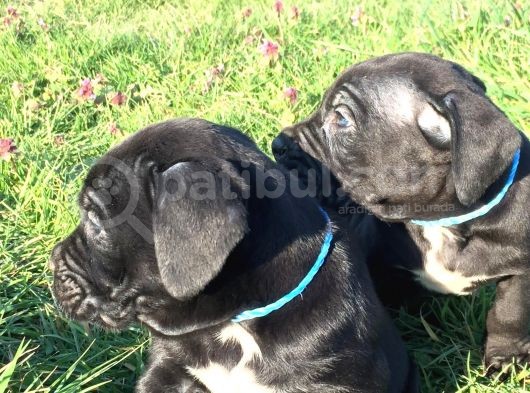 İtalyan Mastif Cane Corso Black görsel