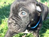 İtalyan Mastif Cane Corso Black