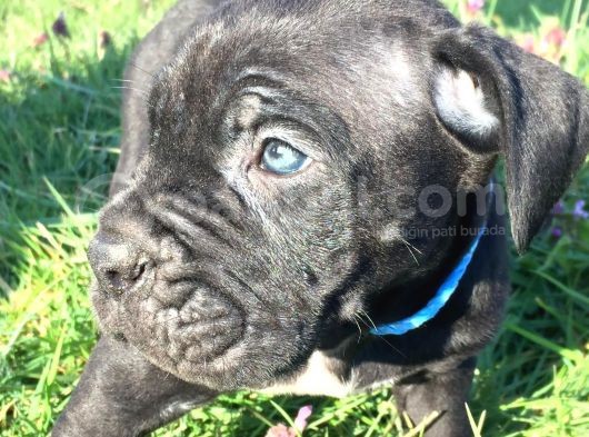 İtalyan Mastif Cane Corso Black görsel