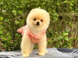 Sahibinden En Tatlı Irk Pomeranian Boo