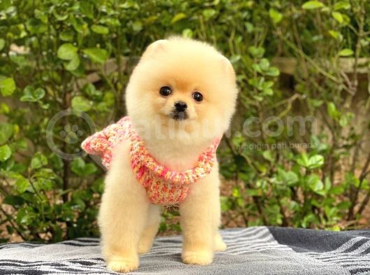 Sahibinden En Tatlı Irk Pomeranian Boo görsel