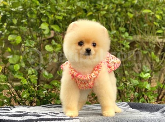 Safkan En Tatlı Irk Pomeranian Boo görsel