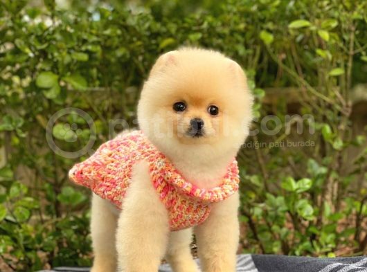 Safkan En Tatlı Irk Pomeranian Boo görsel
