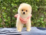 Safkan En Tatlı Irk Pomeranian Boo