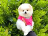 Sahibinden Orjinal Pomeranian Boo