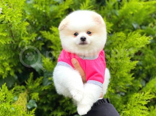Sahibinden Orjinal Pomeranian Boo
