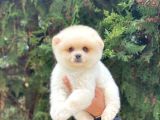 En Tatlı Irk Pomeranian Boo Orijinal