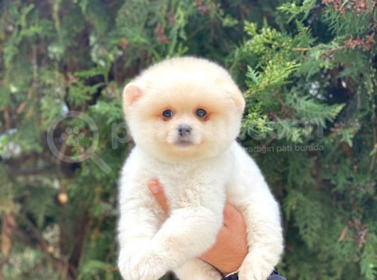 En Tatlı Irk Pomeranian Boo Orijinal görsel