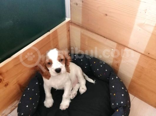King Charles Cavalier Yavru